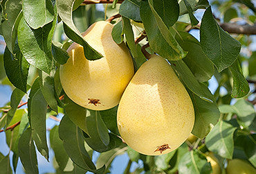 Fruit gifts store